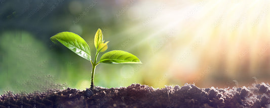 Plant in full sunlight