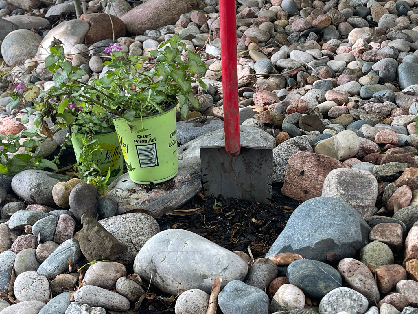 Red Garden Shovel Next to 1 Quart Perennial Plant