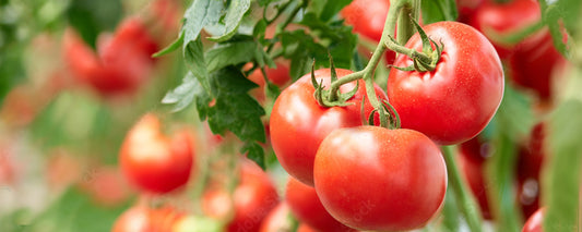 Tomatoes - What to Plant in the month of May